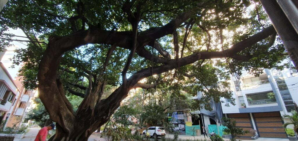A tree in Laureles, Colombia. Medellin green with plenty of nature everywhere you look.