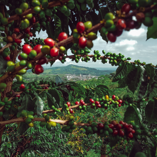 Coffee plant amongst a rich biome - visit Medellin for its coffee